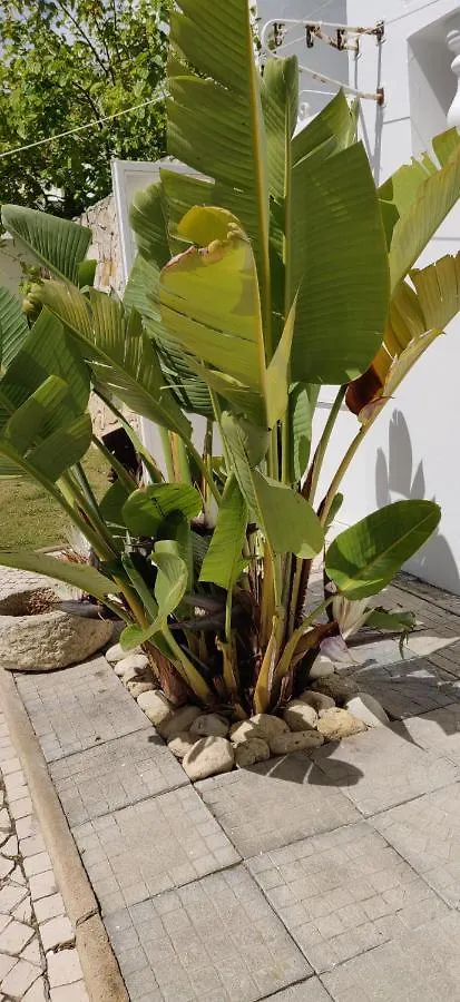 Sueste - Ideal Para As Suas Ferias Lagos Homestay